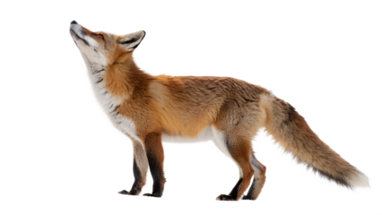 Alert Red Fox Standing and Looking Up on Transparent Background