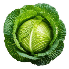 Fototapeta premium Cabbage green round, isolated on white and transparent background.