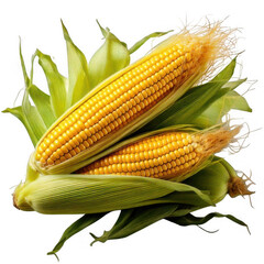 Corn on the cob, isolated on white and transparent background.