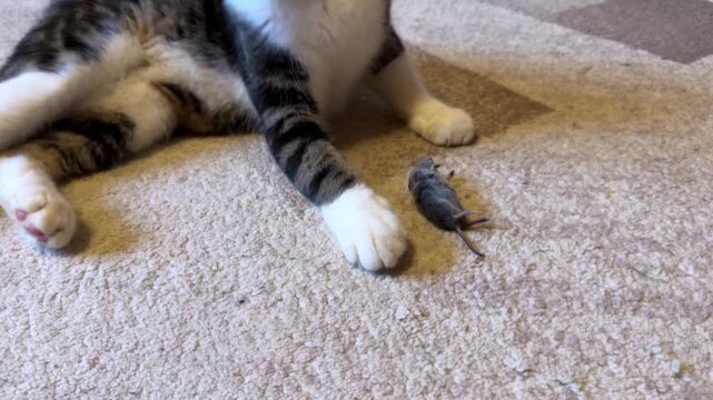 A monochrome cat is chasing a gray mouse across the rug, having fun in a cozy room.