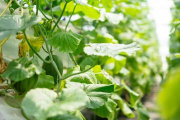 Vegetables in a vegetable greenhouse