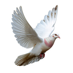 Obraz premium White dove flying with wings spread isolated on transparent background