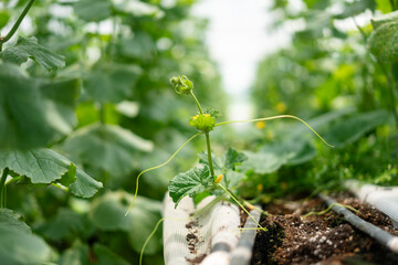 Vegetables in the greenhouse