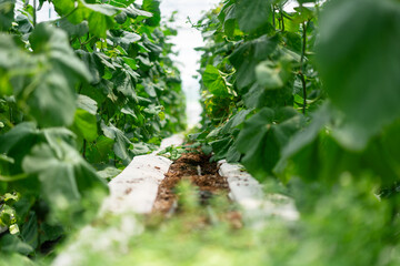 Vegetables in the greenhouse