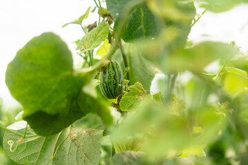 Fototapeta premium Vegetables in a vegetable greenhouse