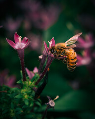 A close-up view of a bee on a flower, showing intricate details of its body, wings, and natural colors.