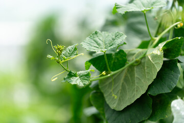 Vegetables in a vegetable greenhouse