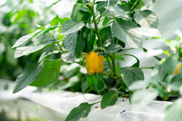 Vegetables in a greenhouse
