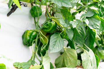 Vegetables in a greenhouse