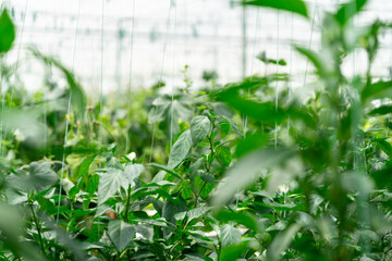 Vegetables in a vegetable greenhouse