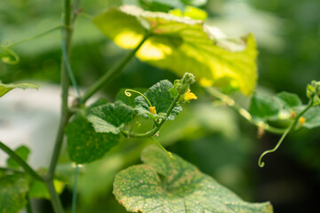 Vegetables in a vegetable greenhouse