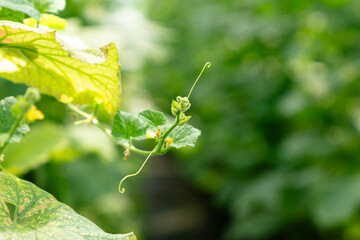 Vegetables in a greenhouse
