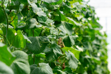 Vegetables in a vegetable greenhouse