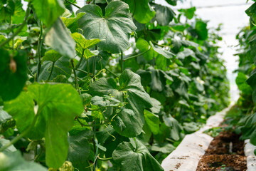 Vegetables in the greenhouse