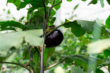 Vegetables in a greenhouse