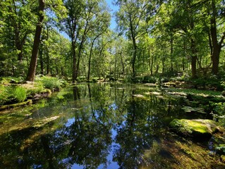 Pond water reflection trees forest nature landscape scenic summer green park