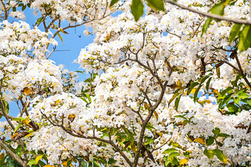 Tabebuya or Tabebuia (Handroanthus chrysotrichus) flowers with Clear blue sky on the background. trumpet. white. Tree. Family Bignoniaceae.