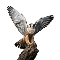 Fototapeta premium Magnificent falcon with wings spread wide isolated on transparent background