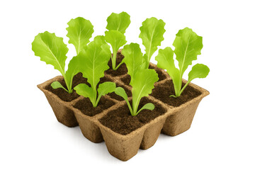 Fresh green lettuce seedlings growing in peat container on transparent background