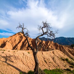 Dry, barren landscape with a lone tree