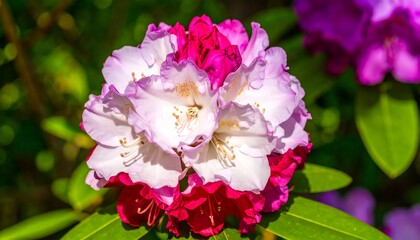 Close-up of a vibrant two-toned rhododendron blossom, showcasing a blend of pink and white petals against a blurred green backdrop