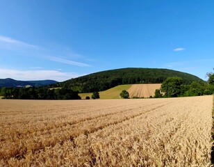 Fototapeta premium Panoramic rural landscape of golden fields and a hill