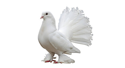 Obraz premium Beautiful white fantail pigeon with elegant feathers