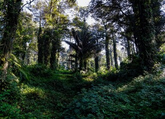 Aerial Low Angle Drone View of Dense Tropical Forest with Lush Vegetation in the Morning and Blue Sky Through the Trees