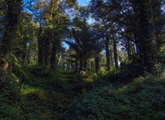 Aerial Low Angle Drone View of Dense Tropical Forest with Lush Vegetation in the Morning and Blue Sky Through the Trees