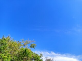 A shot of the clear blue sky with thin, wispy clouds above the canopy of bamboo trees