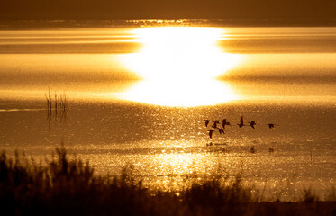 Silhouette of black necked stilt flock in flight against golden sunrise colors on Mystic lake near Riverside, California.