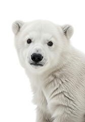 Obraz premium Portrait of a Polar Bear Cub on White Background
