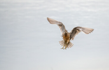 Dowitcher landing into a marsh frozen in flight and displaying beautiful wing patterns