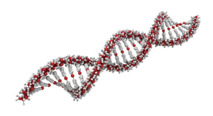 Understanding the Double Helix Structure of Deoxyribonucleic Acid and its Fundamental Role in Genetics