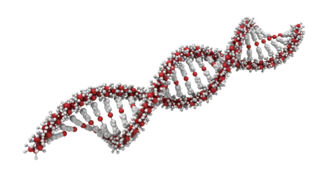 Understanding the Double Helix Structure of Deoxyribonucleic Acid and its Fundamental Role in Genetics