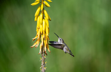 Hummingbird drinking from yellow succulent flowers 