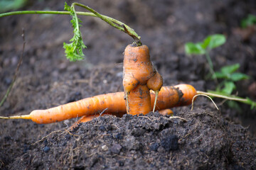 Funny deformed carrot growing in the garden