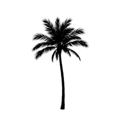 palm tree with transparent background PNG and JPEG image