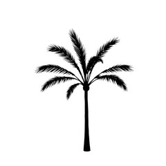 Obraz premium palm tree with transparent background PNG and JPEG image