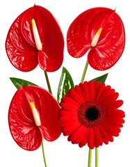 Red Anthurium and Gerbera Arrangement