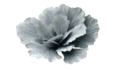 Close-up of a delicate, light gray flower