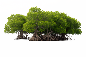 A cluster of lush green mangrove trees with their distinctive stilt roots prominently displayed against a clean white background, showcasing a vibrant natural ecosystem