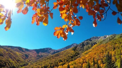 Wide panoramic view of mountains covered with colorful autumn forests, golden and red leaves glowing under bright sunlight, clear blue sky