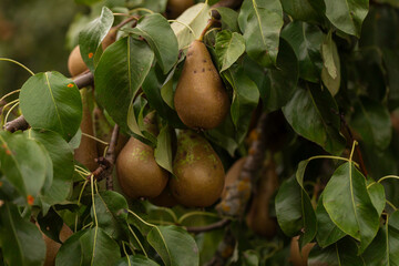 Close-up of ripe pears (Pyrus communis) hanging on orchard branches with russet brown skin and green leaves, late summer harvest, shallow depth of field, natural light, fruit ready for harvest