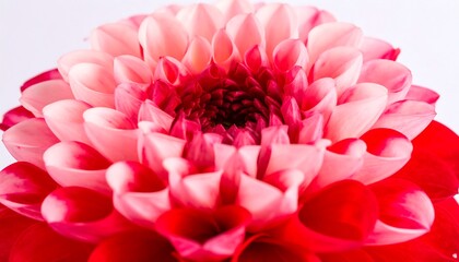 Close-up of a dahlia flower's center