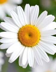 Fototapeta premium Close-up of a daisy flower