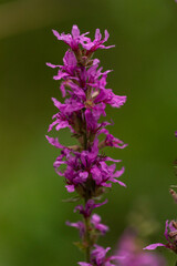 Obraz premium Macro close-up of purple loosestrife (Lythrum salicaria) spike in bloom, magenta flowers and stamens, shallow depth of field, natural green bokeh background, summer outdoor macro stock photo