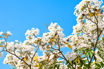 Tabebuya or Tabebuia (Handroanthus chrysotrichus) flowers with Clear blue sky on the background. trumpet. white. Tree. Family Bignoniaceae.