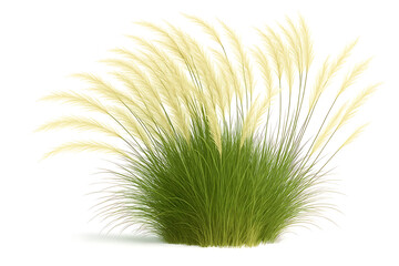 Annual beard grass Polypogon monspeliensis displaying lush green foliage and feathery flower panicles isolated on white background 