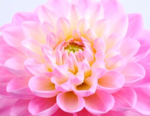 Fototapeta premium Close-up of a delicate pink dahlia